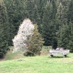 Baumarten
