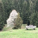 Baumarten