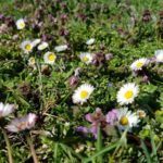 Gänseblümchen
