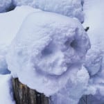 Schneegesicht