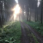 Waldweg