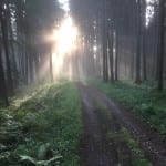 Waldweg